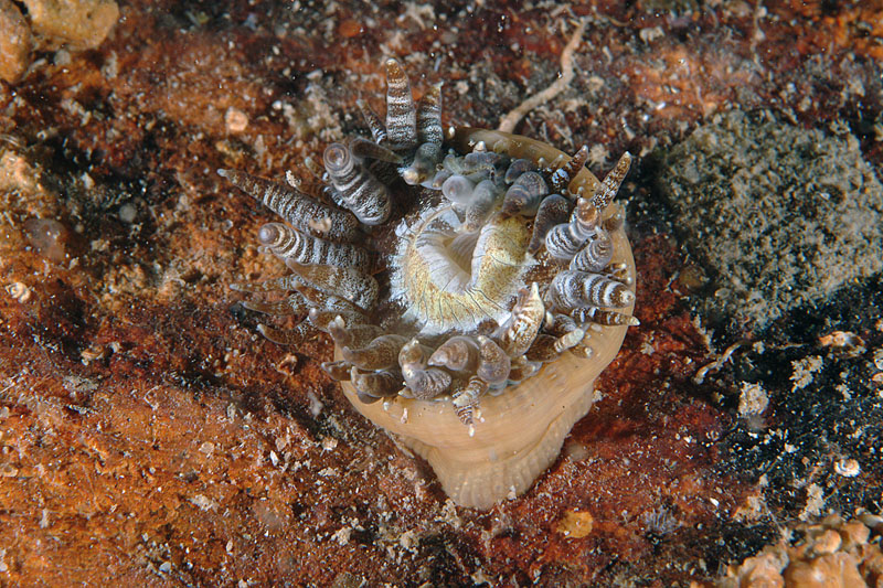 Variante cromatica insolita di Phymanthus pulcher